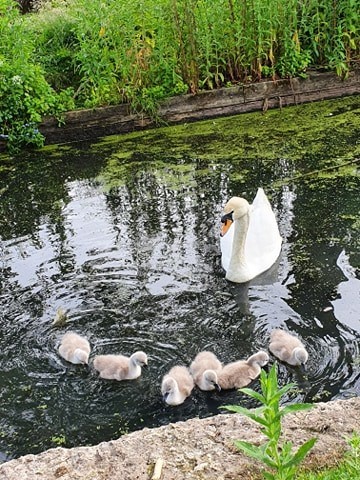 Stanley Park Blackpool, Park Life in a Pandemic, 2020.