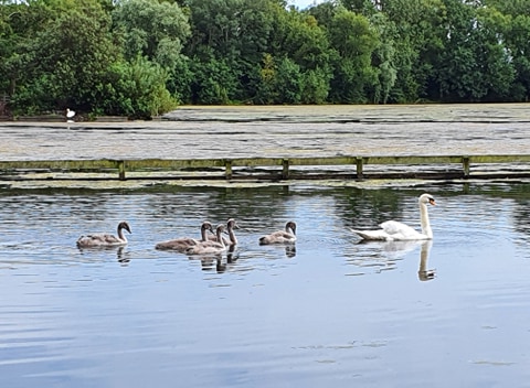 Stanley Park Blackpool, Park Life in a Pandemic, 2020.